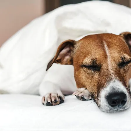 Garner Frankfurt - Palmengarten By Ihg 4* Frankfurt nad Menem