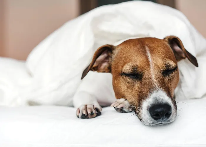 Garner Frankfurt - Palmengarten By Ihg 4* פרנקפורט